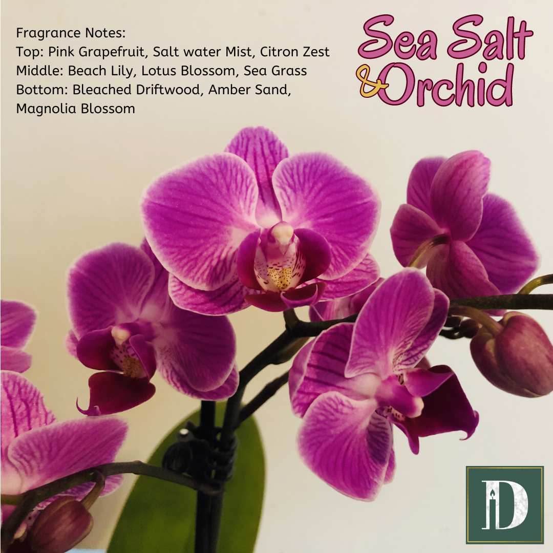 Wax Tarot Cards | SCENTed Soy Melts | Pack of 4 - D SCENT